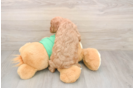 Smart Cavapoo Poodle Mix Pup
