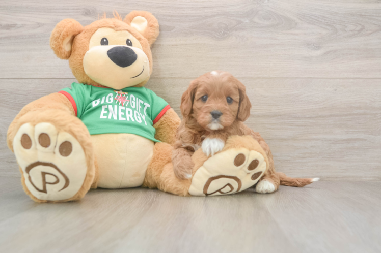 Cavapoo Puppy for Adoption