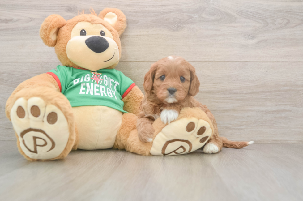 5 week old Cavapoo Puppy For Sale - Seaside Pups