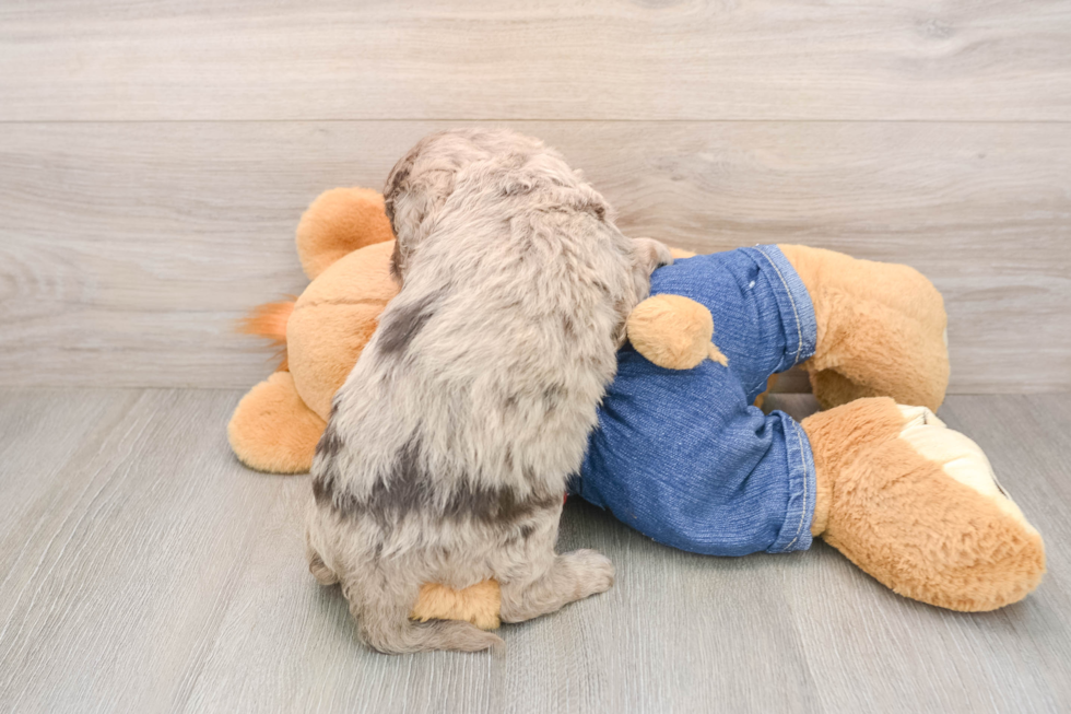 Cavapoo Puppy for Adoption