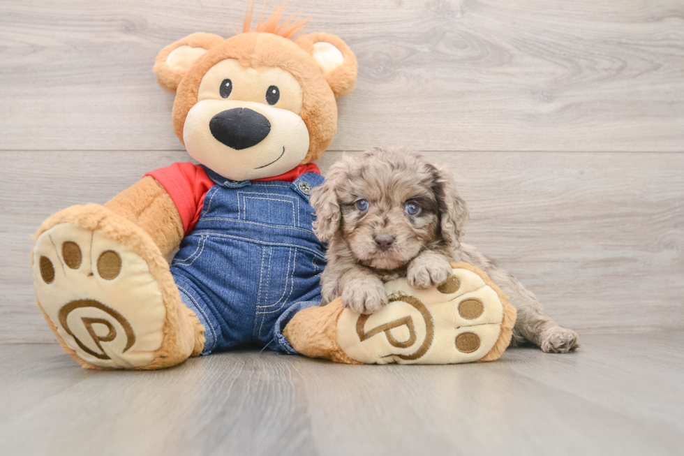 Adorable Cavalier King Charles Spaniel and Poodle Mix Poodle Mix Puppy