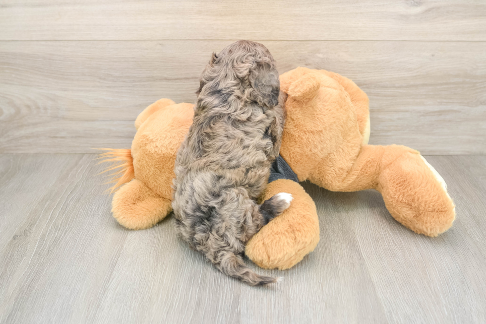 Fluffy Cavapoo Poodle Mix Pup