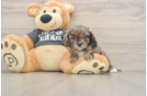 Smart Cavapoo Poodle Mix Pup