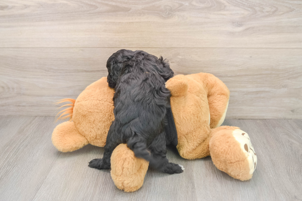 Cavapoo Pup Being Cute