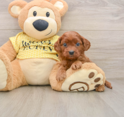 8 week old Cavapoo Puppy For Sale - Seaside Pups