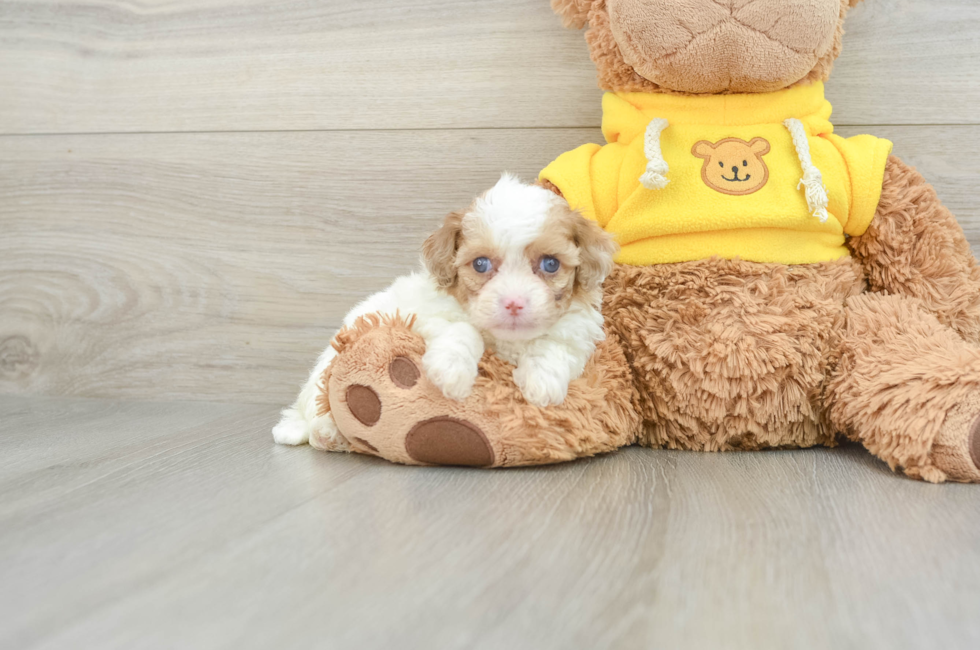 6 week old Cavapoo Puppy For Sale - Seaside Pups