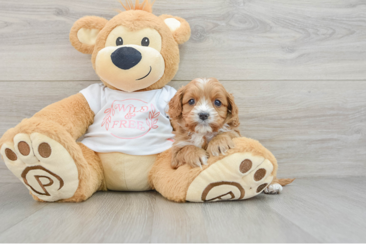 Petite Cavapoo Poodle Mix Pup