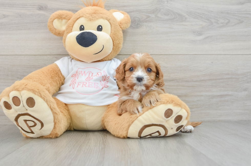 5 week old Cavapoo Puppy For Sale - Seaside Pups