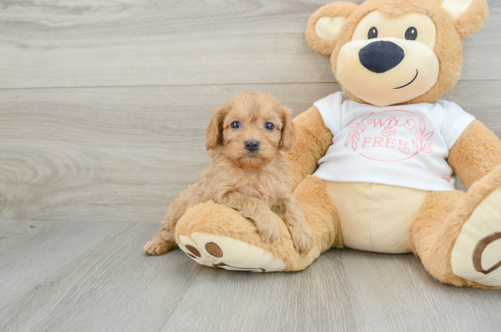 5 week old Cavapoo Puppy For Sale - Seaside Pups