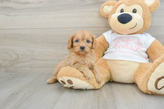 Small Cavapoo Baby