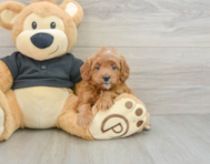 8 week old Cavapoo Puppy For Sale - Seaside Pups