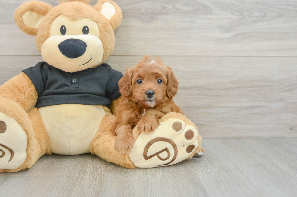 7 week old Cavapoo Puppy For Sale - Seaside Pups