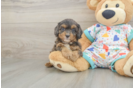 Small Cavapoo Baby