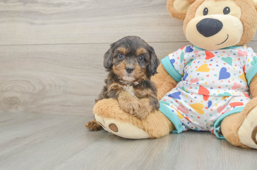 5 week old Cavapoo Puppy For Sale - Seaside Pups