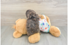 Best Cavapoo Baby