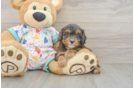 Best Cavapoo Baby