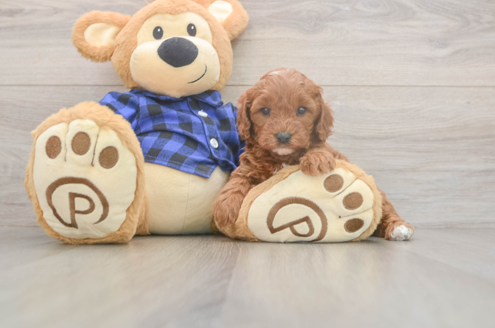 5 week old Cavapoo Puppy For Sale - Seaside Pups