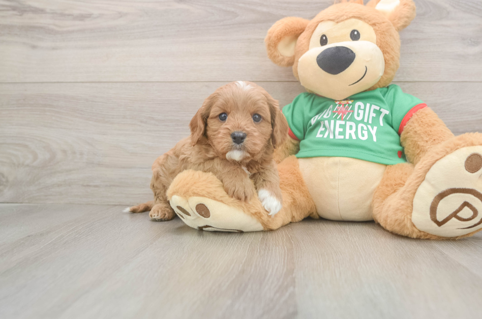 5 week old Cavapoo Puppy For Sale - Seaside Pups