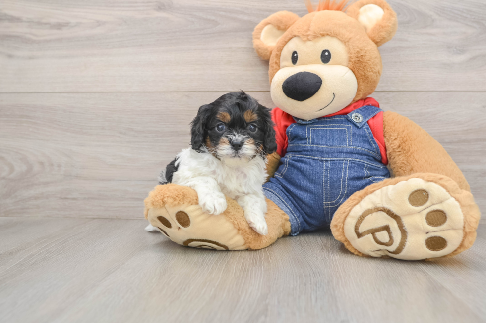 Small Cavapoo Baby