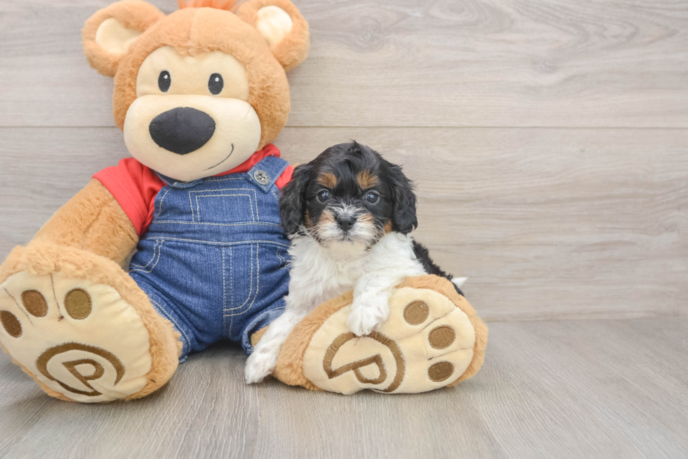 Fluffy Cavapoo Poodle Mix Pup