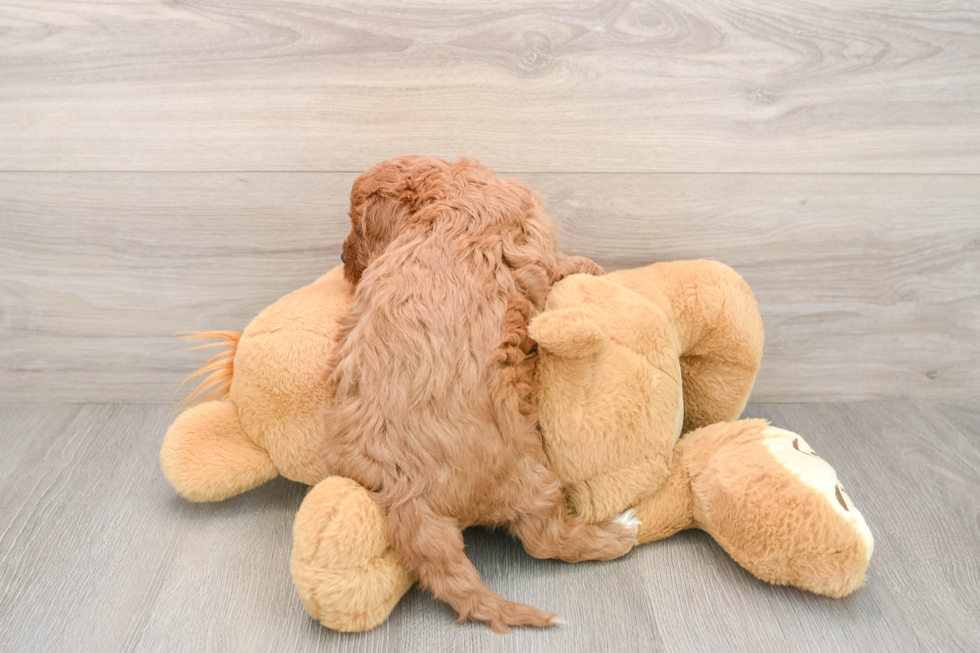 Fluffy Cavapoo Poodle Mix Pup