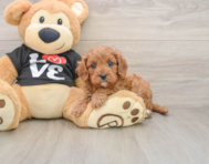 8 week old Cavapoo Puppy For Sale - Seaside Pups