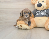 7 week old Cavapoo Puppy For Sale - Seaside Pups