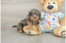 Little Cavipoo Poodle Mix Puppy