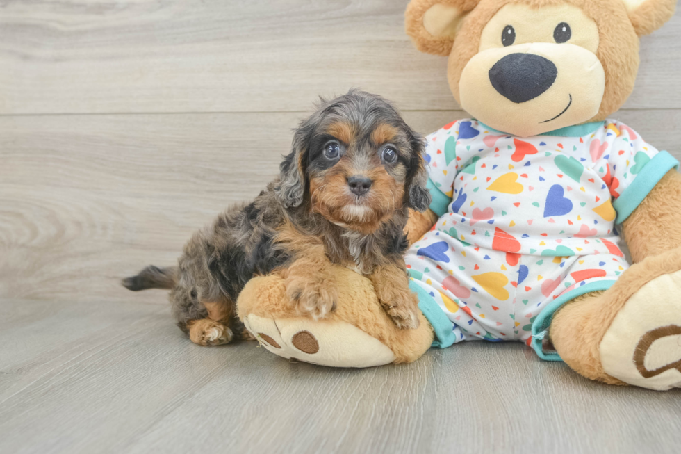 Little Cavipoo Poodle Mix Puppy