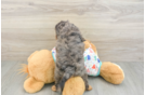 Cute Cavapoo Baby