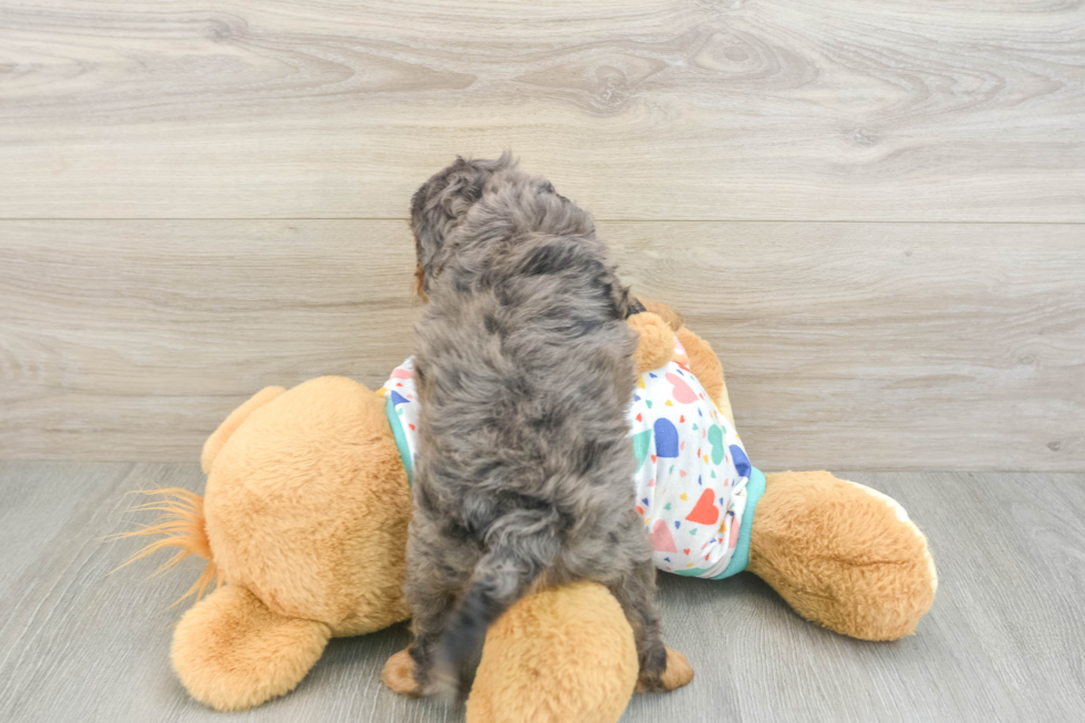 Cute Cavapoo Baby