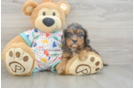 Funny Cavapoo Poodle Mix Pup