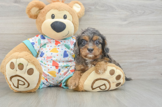 Funny Cavapoo Poodle Mix Pup