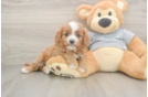 Cavapoo Puppy for Adoption