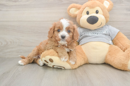 Cavapoo Puppy for Adoption