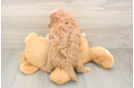 Best Cavapoo Baby