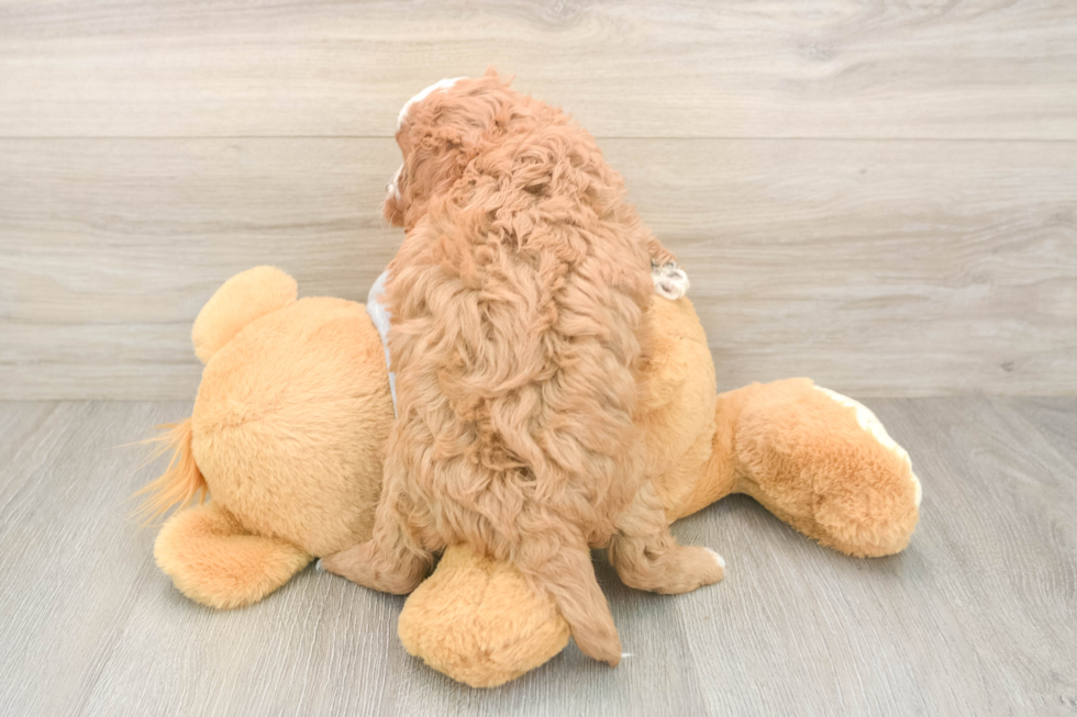 Best Cavapoo Baby
