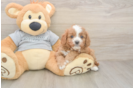Hypoallergenic Cavadoodle Poodle Mix Puppy