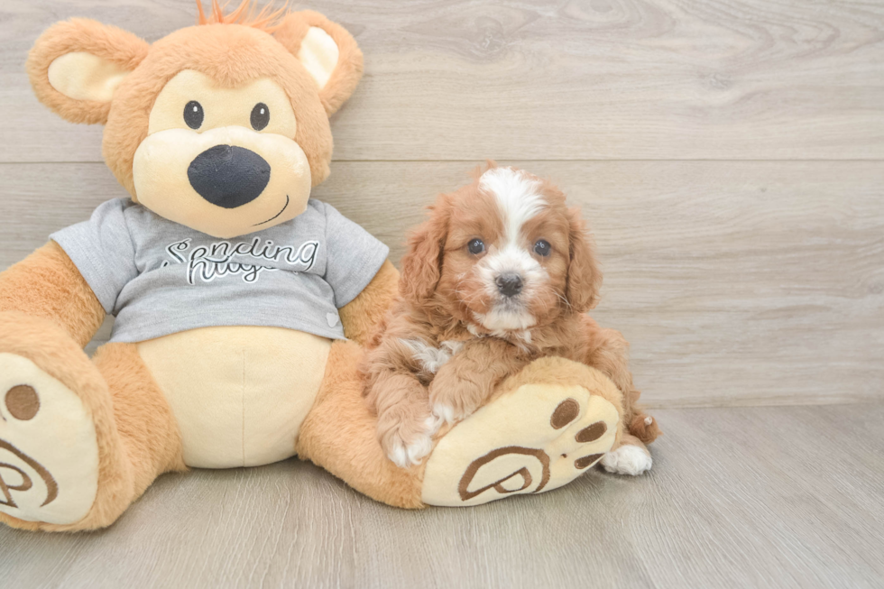Hypoallergenic Cavadoodle Poodle Mix Puppy