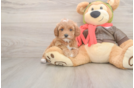Best Cavapoo Baby