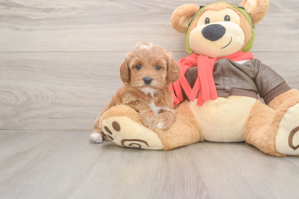 Best Cavapoo Baby