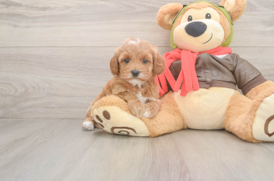 Best Cavapoo Baby