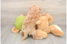 Cavapoo Puppy for Adoption