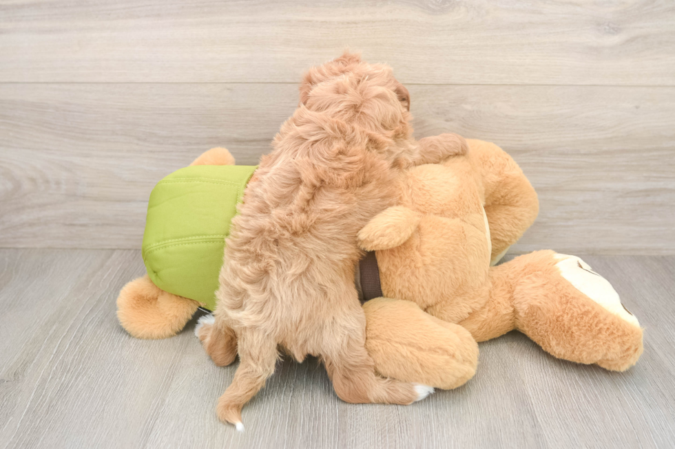 Cavapoo Puppy for Adoption