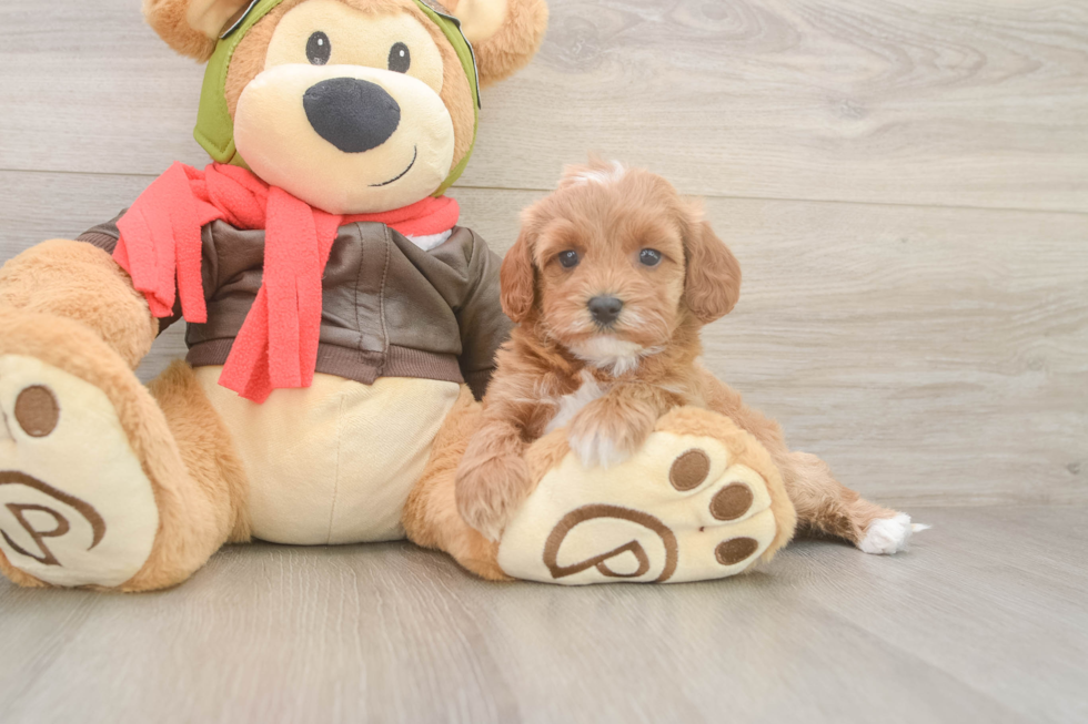 Cavapoo Pup Being Cute