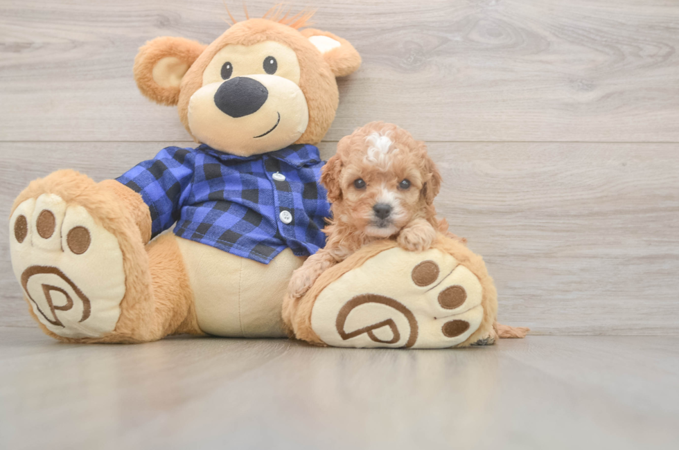 5 week old Cavapoo Puppy For Sale - Seaside Pups
