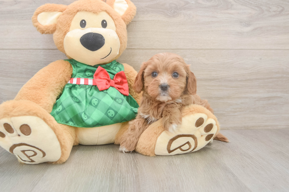 6 week old Cavapoo Puppy For Sale - Seaside Pups