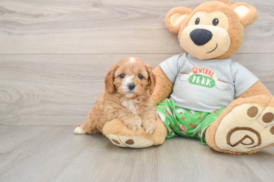 Petite Cavapoo Poodle Mix Pup