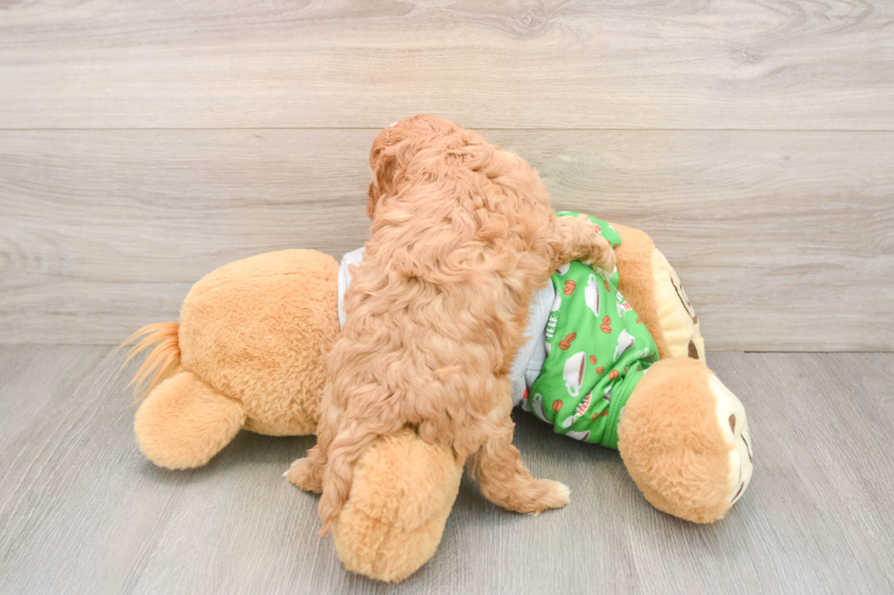 Cavapoo Pup Being Cute