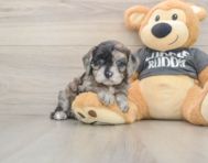 7 week old Cavapoo Puppy For Sale - Seaside Pups